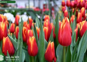 Tulipa Ontario ® (2)